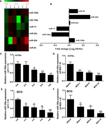 MicroRNA-106a Inhibits Autophagy Process and Antimicrobial Responses by Targeting ULK1, ATG7, and ATG16L1 During Mycobacterial Infection